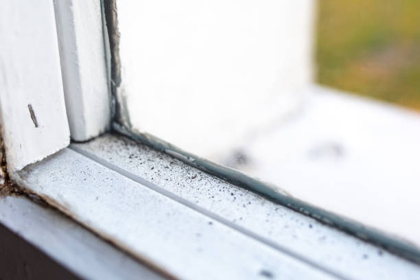 Best Black Mold Removal  in Hartford City, IN