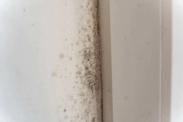 Best Mold Prevention Services  in Hartford City, IN